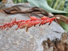 Gasteria rawlinsonii