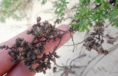 Artemisia campestris maritima
