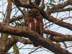 Glaucidium cuculoides