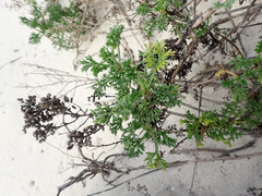 Artemisia campestris maritima