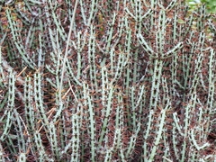 Euphorbia aeruginosa