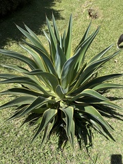 Agave desmettiana