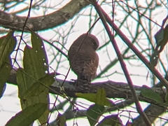 Glaucidium cuculoides