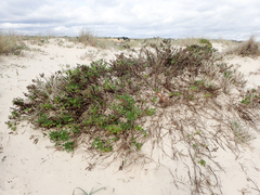 Artemisia campestris maritima