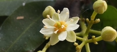 Exothea paniculata