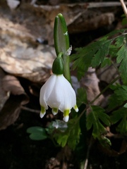 Leucojum vernum