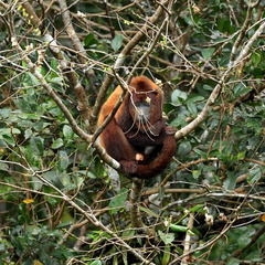 Alouatta macconnelli