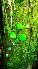 Peperomia serpens
