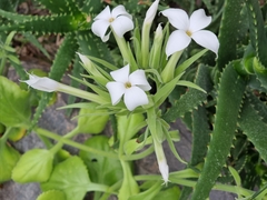 Kalanchoe schimperiana