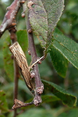 Agriphila geniculea