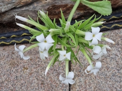 Kalanchoe schimperiana