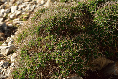 Euphorbia acanthothamnos