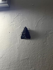 Sphingomorpha chlorea