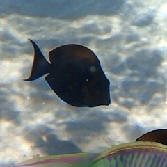 Acanthuridae
