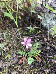 Erodium cicutarium