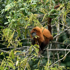 Alouatta macconnelli