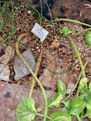 Kalanchoe schimperiana