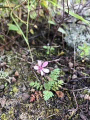 Erodium cicutarium
