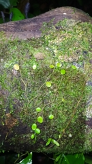 Peperomia rotundifolia
