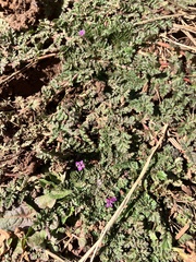 Erodium