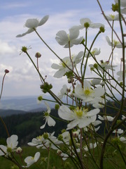 Ranunculus platanifolius