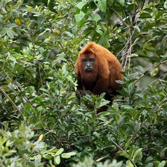 Alouatta macconnelli