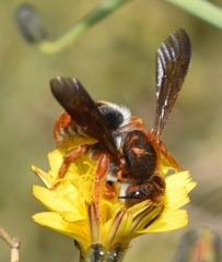 Rhodanthidium sticticum