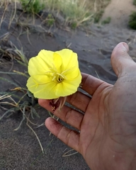 Oenothera odorata