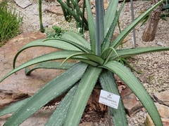 Aloe branddraaiensis