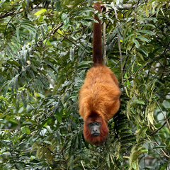 Alouatta macconnelli