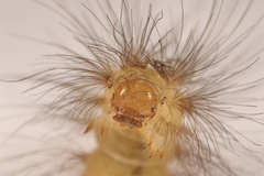 Arctiinae