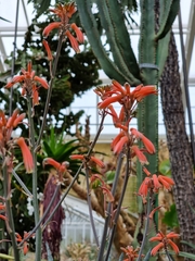 Aloe branddraaiensis