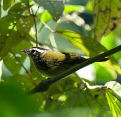 Basileuterus tristriatus