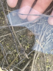 Procambarus simulans