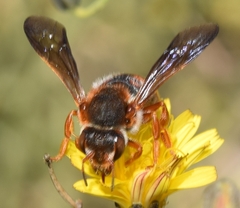Rhodanthidium sticticum