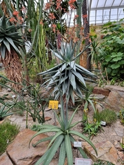 Aloe branddraaiensis