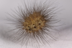 Arctiinae