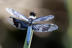 Palpopleura portia