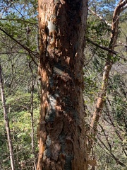 Burseraceae