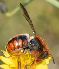 Rhodanthidium sticticum