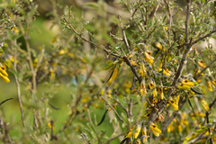 Anagyris foetida
