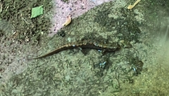 Desmognathus ocoee