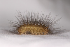 Arctiinae