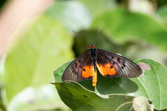 Acraea egina
