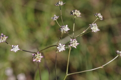 Alepidea