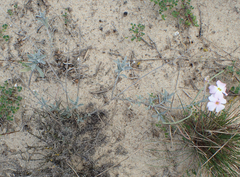 Malcolmia littorea