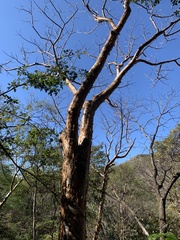 Burseraceae