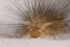 Arctiinae
