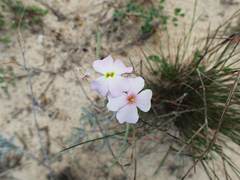 Malcolmia littorea