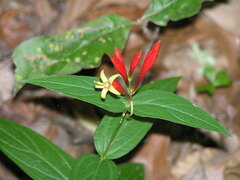 Spigelia marilandica
